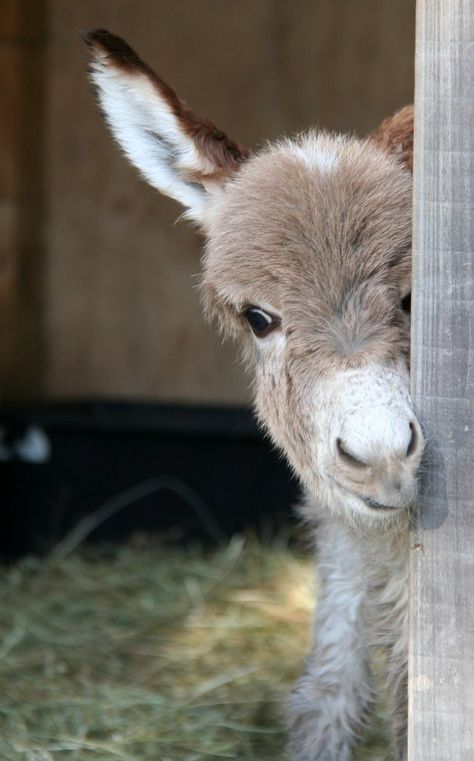 Boo Dog, Baby Donkey, Boo The Dog, Photo Animaliere, Cele Mai Drăguțe Animale, Cute Donkey, Rasy Koni, Baby Animals Pictures, Baby Animals Funny