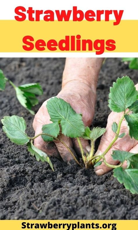 Strawberry Seedlings Transplant Strawberry Plants, Strawberry Seedlings, Strawberry Plants, One Month, Planting, Home And Garden, Plants