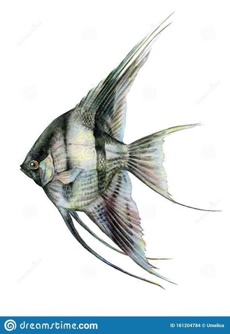 Angelfish Black And White Watercolor Close Up Illustration. Hand Drawn Scalare Pterophyllum Fish - Exotic Aquarium Pet From Am Stock Illustration - Illustration of scalare, color: 161204784 Up Illustration, Daily Picture, Black And White Watercolor, Watercolor Fish, White Watercolor, Fish Drawings, Exotic Fish, Angel Fish, Sketchbook Inspiration