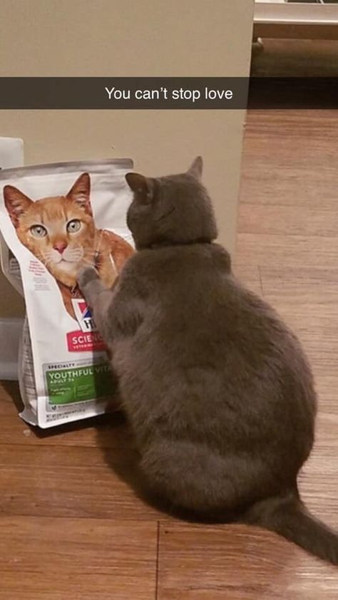 Chunky Animals, Fat Cat Meme, Boy With Cat, Fat Cats Funny, Chonky Cat, Chunky Cat, Cute Fat Cats, Cat Boy, Food Bag