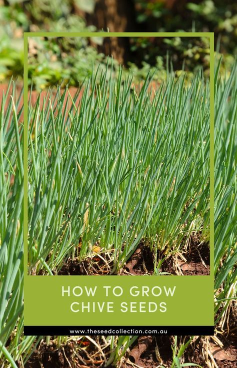 chives in the garden Growing Chives, Chive Seeds, Seed Collection, Garden Veggies, Yard Work, Balcony Garden, Herb Garden, How To Grow, Garden And Yard