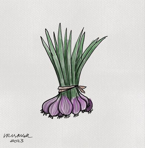 Just a sketch of a bunch of purple onions. Check out the timelapse video on my YouTube. Line And Wash, Timelapse Video, Time Lapse Video, Spring Onion, Onions, Sketch, Purple, Drawings