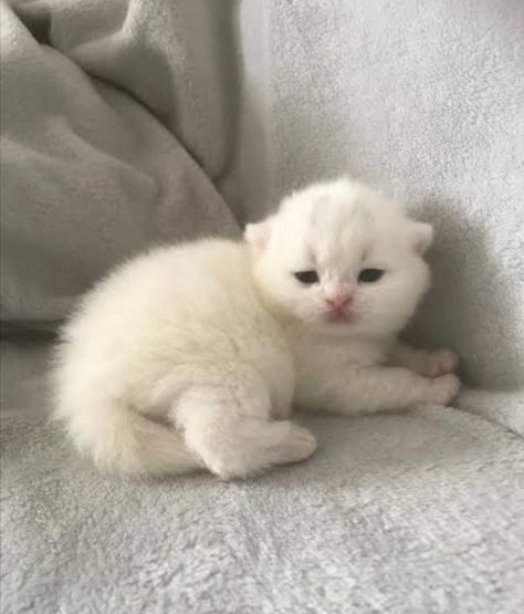 Fluffy White Kitten, White Fluffy Kittens, Cute White Cats, Cute White Kitten, White Fluffy Cat, Kitten White, Cute White Cat, White And Black Cat, Ugly Cat