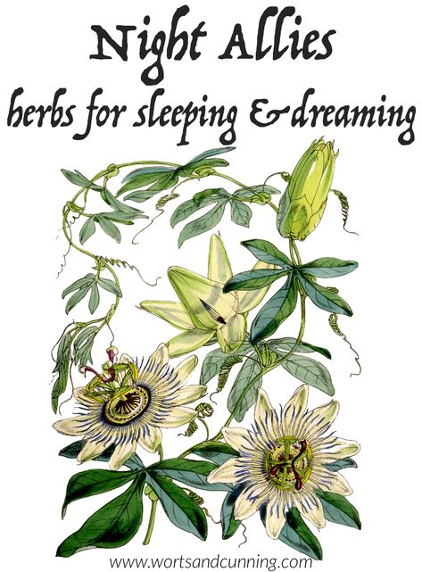 Blue Vervain, Herbs For Sleep, Dream Herbs, Recipes Tutorials, Moon Time, Herbal Magic, California Poppy, Natural Diy, Passion Flower