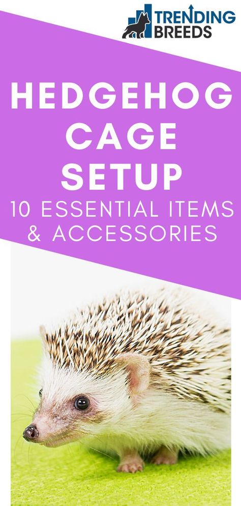 Best Hedgehog Cage, Hedgehog Information, Hedgehog Enrichment Ideas, Hedge Hog Cage Ideas, Toys For Hedgehogs, Pet Hedgehog Cage, Hedgehog Cage Setup, Hedgehog Enrichment, Hedgehog Habitat Ideas