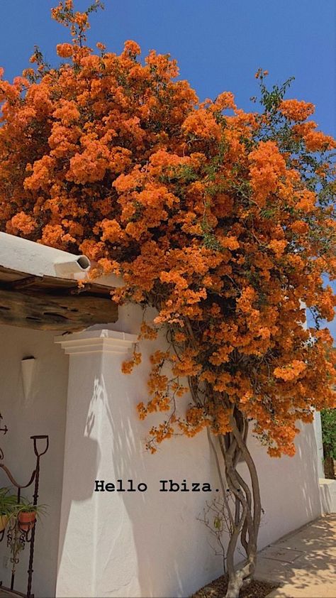 Bougainvillea Pergola Patio, Bogenvilla Plant, Bougenville Flowers Aesthetic, Bouganvilla Flower, Bougainvillea Orange, Orange Tree Aesthetic, Bougenville Flowers, Bougainvillea Aesthetic, Orange Bougainvillea