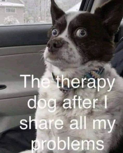 70 Funny Memes to Bring on the Good Weekend Vibes - Funny Gallery Adorable Pictures, Therapy Dog, Funny Dog Memes, Funny Animal Quotes, Favorite Sayings, Funny Animal Jokes, Cartoon Quotes, Sarcastic Quotes Funny, Memes Humor