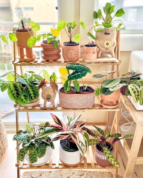 Amazon Plant, Ladder Ideas, Indoor Plants Styling, Tattoo Plant, Indoor Flower Pots, Plants Are Friends, Terracotta Plant Pots, Potted Houseplants, Plant Decor Indoor