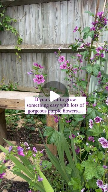 🌸GINA’S FLOWER GARDEN 🌸 on Instagram: "Let’s talk about Malva Zebrina! (Or Mallow Sylvestris- there’s a few different names!) 💜🌸💜🌸💜 

I was inspired to grow this after seeing accounts on here grow it last year. I was not disappointed! The seeds are easy to sow, they are a good size and make sturdy seedlings. I did mine one per cell and was able to plant straight out without potting on (I’m all about time saving as you guys know!). I’ll be doing another batch around Feb/ March, and I may try direct sowing an area behind my lavender hedging later on too. 

The bees go crazy for them- this clip doesn’t do them justice actually as they had even more flowers after this. I have some other seeds called ‘Malva Moschata’ which I’ll be growing soon- And I’m wondering if they will turn out sim Malva Zebrina, Malva Moschata, Lavender Hedge, Wildlife Gardening, Go Crazy, Nature Wildlife, Companion Planting, Time Saving, About Time