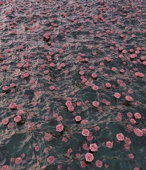 pink roses 🌊 Nothing But Flowers, Flower Therapy, Spring Aesthetic, + Core + Aesthetic, Pretty Photos, Aesthetic Images, Nature Aesthetic, Aesthetic Backgrounds, Pretty Pictures