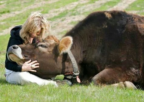 Such a sweet story. He's just her big baby. Dairy Industry, Nosara, Dairy Cow, The Farmer, Dairy Cows, Sweet Animals, 귀여운 동물, Big Dogs, Animals Friends