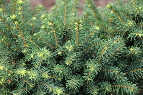 The white spruce is one of the most popular Christmas tree choices. It’s very hardy and easy to grow. Click on the following article to learn more white spruce information, including tips on growing white spruce trees and white spruce tree uses. White Spruce Tree Landscaping, White Spruce Tree, Spruce Trees, White Spruce, Balsam Fir, Spruce Tree, Pine Branch, Evergreen Trees, Fir Tree