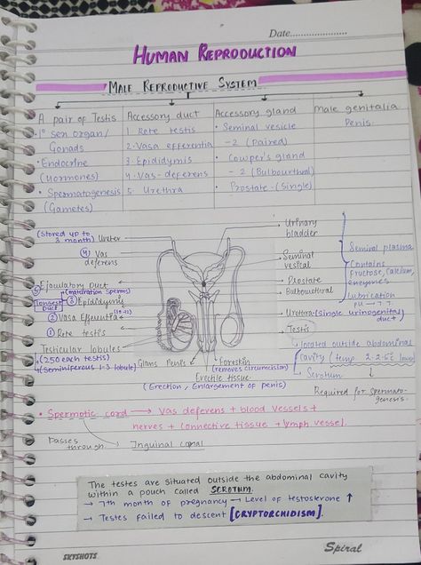 Biology aesthetic notes. Human Reproduction Notes, Reproduction Notes, Biology Aesthetic, Human Reproduction, Aesthetic Notes, Biology Notes, Reproductive System, Biology, Human