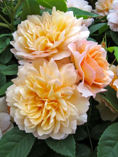 Rose Gardens, Daffodil Flower, Coming Up Roses, Peonies Garden, David Austin Roses, Love Roses, Hybrid Tea Roses, Rose Photos, Gorgeous Flowers