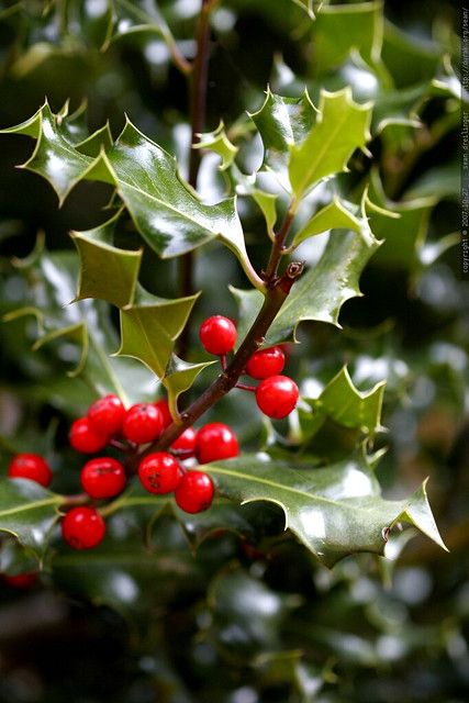 holly leaves and holly berries - _MG_5338 | used here, here … | Flickr Holly Plant, Holly Tree, Meteor Garden 2018, Magic Garden, Garden Route, Holly Berry, Kew Gardens, Olive Garden, Holly Berries