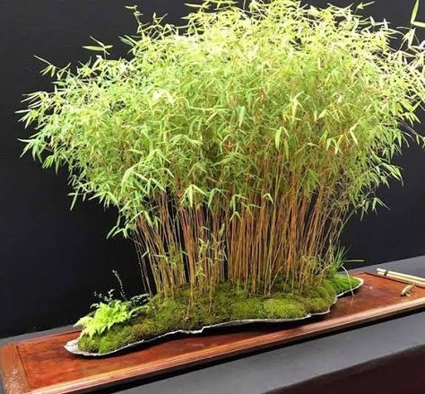 images (575×533) Bamboo Bonsai, Bamboo Plant Care, Japanese Garden Plants, Bonsai Forest, Bonsai Tree Types, Bonsai Techniques, Tanaman Indoor, Plantas Bonsai, Bamboo Plant