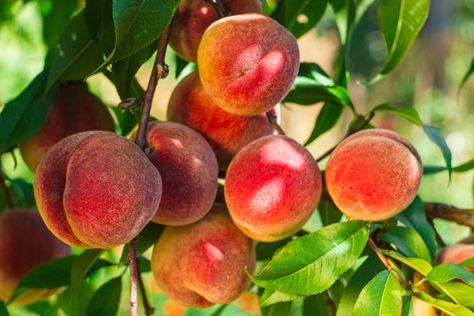 Peaches are widely grown in Texas, though the varying climate affects which varieties are appropriate. Learn the basic requirements for selecting peach varieties and caring for them in different areas of Texas. Peach Varieties, Nectarine Fruit, Hardiness Zones, Peach Trees, Winter Cold, Fruit Trees, How To Grow, Peaches, Garden Projects