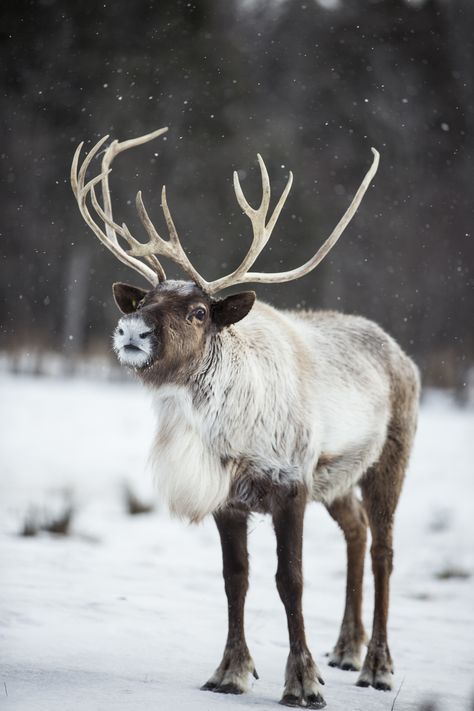 Caribou Animal, 101 Kiskutya, Winters Tafereel, Animals Tattoo, Winter Animals, Arctic Animals, Amazing Animals, Sweet Animals, Animal Planet