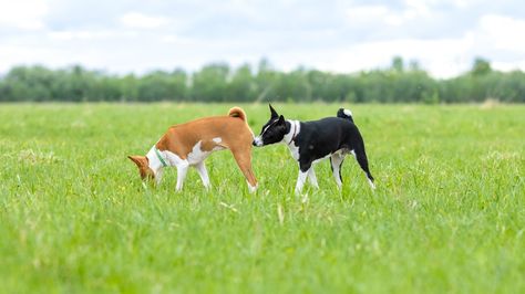 Dog Butt Sniffing Explained: 6 Reasons Dogs Smell Each Others’ Butts (And Yours) Socializing Dogs, Dog Smells, Dog Meet, Curious Creatures, Dog People, Dog Hacks, Cute Funny Dogs, Pet Sitters, Dog Walker