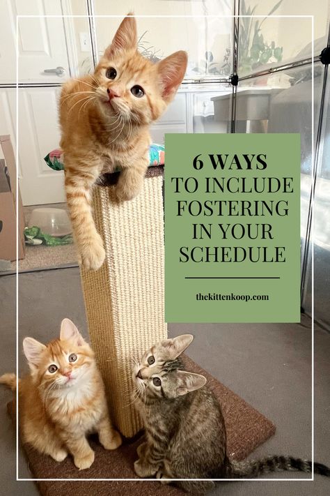 Cat Foster Room Ideas, Foster Kitten Room Ideas, Kitten Foster Room, Foster Cat Room Ideas, Cat Foster Room, Foster Cat Room, Foster Kittens Setup, Foster Kitten Room, Fostering Cats