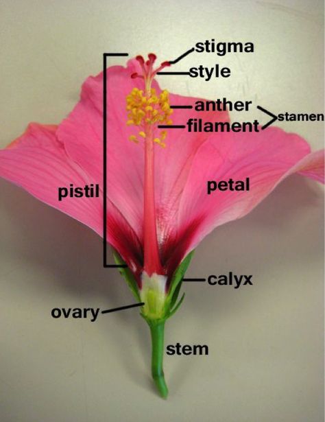 Learn more about hibiscus plants #hibiscus #flowers #plants #nature #creation #biology Flower Dissection, Teach Ag, Flower Parts, Biology Diagrams, Learn Biology, Tatabahasa Inggeris, Plant Parts, Ag Teacher, Flower Hibiscus