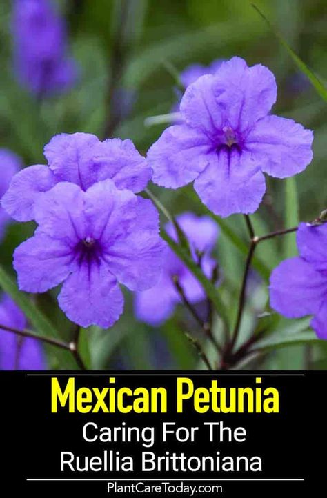 BUY INFERTILE Mexican Petunias to keep from spreading aggressively Mexican Petunia Care, Mexican Petunia Landscaping, Ruellia Plant, Mexican Petunias, Petunia Hanging Baskets, Petunia Tattoo, Mexican Petunia, Petunia Care, Petunia Plant