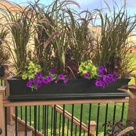 Black railing privacy planter with tall Rubrum plants Deck Railing Planters, Black Railing, Fall Window Boxes, Privacy Planter, Deck Planters, Deck Privacy, Balcony Privacy, Apartment Balcony Garden, Fence Planters