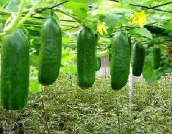 Growing Tomatoes In Containers, Hydroponic Farming, Growing Cucumbers, Garden Veggies, Veg Garden, Hydroponic Gardening, Veggie Garden, Growing Food, Edible Garden