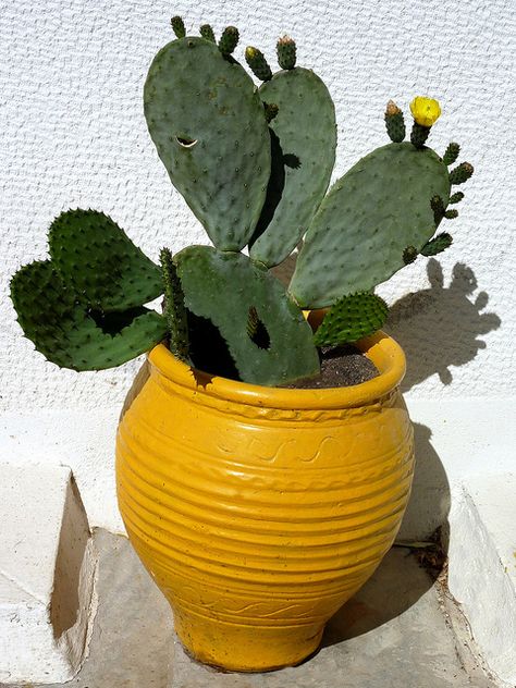 #pottery #pots #containers #planter  Yellow pot with cactus plant. Athens, Greece by Marite2007, via Flickr How To Grow Cactus, Yellow Planter, Succulent Bonsai, Ideas Decoracion, Yellow Plants, Garden Pottery, Succulent Gardening, Succulents In Containers, Cactus Plant