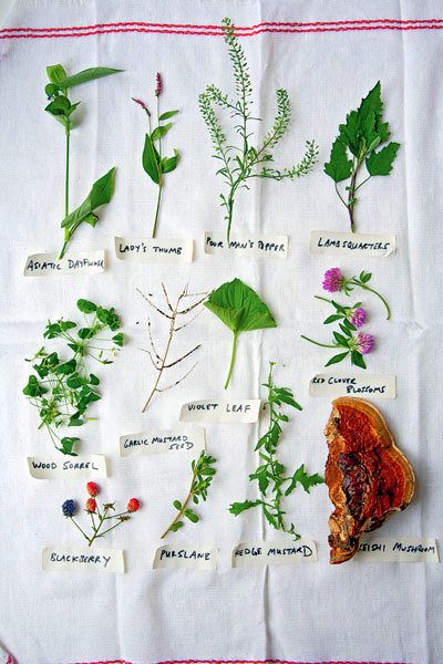 Joys of Foraging - Edible Wild Free Food || Photos, descriptions + uses for many common and easy-to-identify wild edibles || by Deep Roots at Home Spring Foraging, Wild Crafting, Urban Foraging, Edible Weeds, Food Foraging, Wild Foraging, Edible Wild Plants, نباتات منزلية, Foraged Food