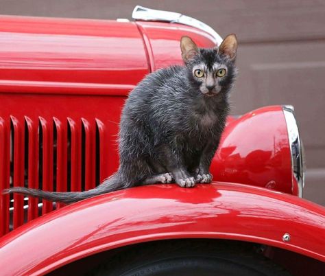 Tony Francis Lykoi Cat Werewolf Cat, Lykoi Cat, Cat Life Hacks, Fantasy Cat, Gatos Cool, Most Popular Cat Breeds, Popular Cat Breeds, Cat Stretching, Dna Testing