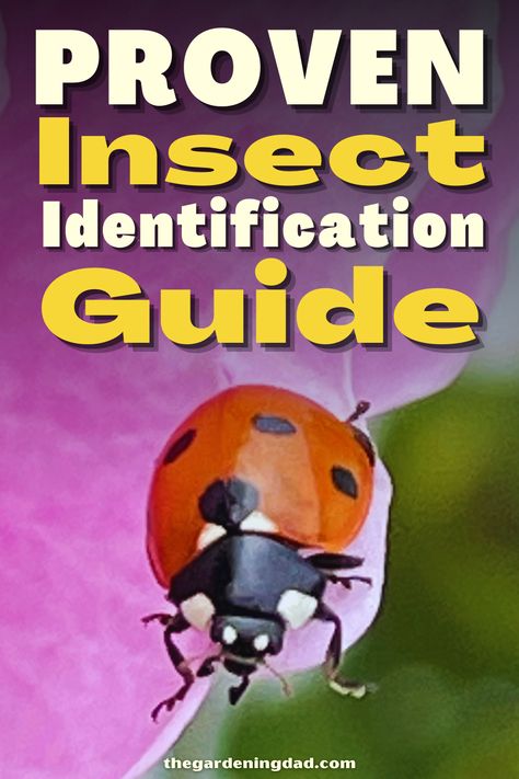 Are you seeing a more than usual amount of insects and want to know what they are? This guide will go over the different identifications of the insects. #Thegardeningdad #bugs #insects Insect Identification, Bugs And Insects, Bugs, To Learn, Insects, Ohio, To Start, Quick Saves