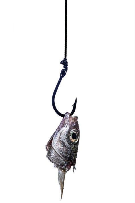 Fish On Hook Drawing, Animal Art Reference Photography, Fish Head Drawing, Fish On Hook, Fish On A Hook, Fish Hook Tattoo, Fish Reference, Cartoon Tattoo Ideas, Animated Shows