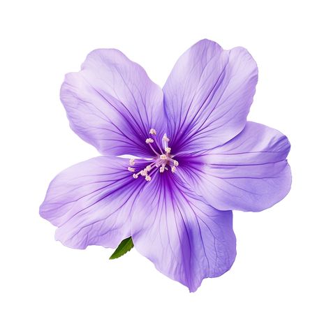 Purple Flower White Background, Purple Tulip Drawing, Purple Flower Widget, Purple Flower Icon, Purple Aesthetic Flowers, Flower Icon Png, Purple Flower Sticker, Flower Transparent Background, Violet Icon