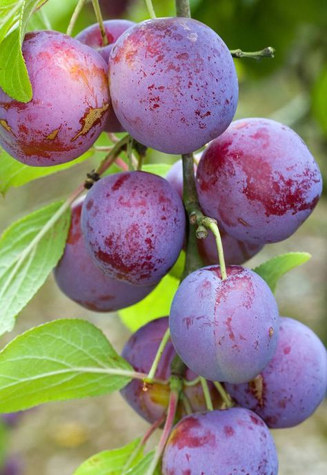 Classic plum trees - Excalibur plum is a reliable performer that bears heavy crops of fruit. Pancha Tattva, Plum Varieties, Prune Fruit, Plum Trees, Fruit Bearing Trees, Growing Fruit Trees, Orange Skin, Plum Fruit, Specimen Trees