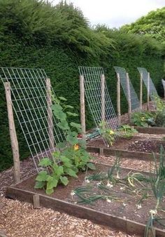 Plantarea Legumelor, Small Vegetable Gardens, Vegetable Garden For Beginners, Plants Growing, Diy Raised Garden, Backyard Vegetable Gardens, Raised Garden Beds Diy, Walled Garden, Veg Garden