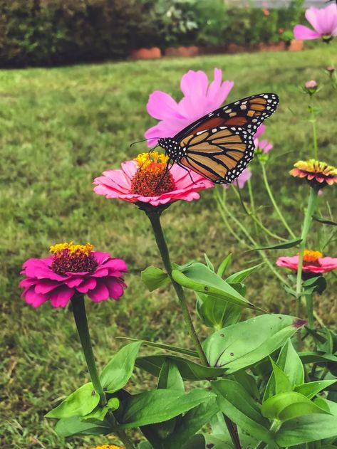 How to grow Zinnias and get great results! • Rebekah Bethany Zinnia Garden, Miracle Grow, American Meadows, Types Of Mold, Water Me, Flower Phone Wallpaper, Garden Gates, Summer Flowers, Cut Flowers