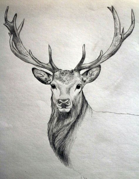 40 Free & Easy Animal Sketch Drawing Ideas & Inspiration Burung Kakatua, Deer Drawing, Animal Sketch, Drawing Hands, Deer Tattoo, Easy Animals, Siluete Umane, Deer Art, Seni Cat Air