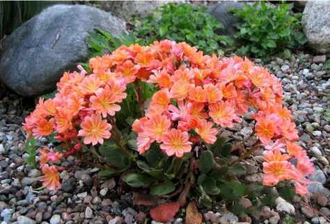 Lewisia cotyledon (Siskiyou Lewisia) profile - RayaGarden Lewisia Cotyledon, Planting Succulents Indoors, Succulent Landscaping, Succulent Bouquet, Alpine Plants, Hanging Succulents, Succulent Terrarium, Mother Plant, Plant Sale