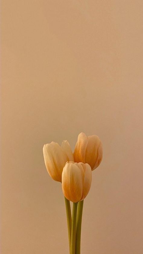 Pure Energy, Yellow Tulips, Gone Wrong, Mother Nature, The Journey, Anatomy, Tulips, Nature