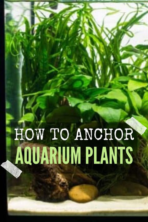 Fish Tank Plants Ideas, Plant Aquarium Ideas Water Garden, Plants In Aquarium Fish Tanks, Growing Plants In Fish Tank, Plants For Aquarium Tanks, Aquarium Setup Ideas Freshwater, Live Plant Aquarium Ideas, Starter Fish Tank, Easy Aquarium Plants