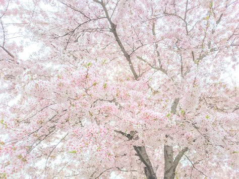 Spring, flowers, aesthetic, pink, cottagecore (original picture) Pastel Pink Cottagecore Aesthetic, Pink Spring Aesthetic, Cottagecore Field, Pink Cottagecore Aesthetic, Shoujo Protagonist, Spring Flowers Aesthetic, Cottagecore Pink, Pink Cottagecore, Pink Nature