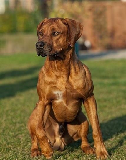 A large and muscular dog, the Rhodesian Ridgeback was not only developed as hunter but also as a family protector Rhodesian Ridgeback Dog, Fu Dog, Lion Dog, Rhodesian Ridgeback, Large Dog Breeds, Hunting Dogs, Working Dogs, Animal Planet, Dog Training Tips