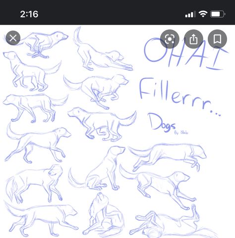 Golden Retriever Drawing, Back Drawing, Dog Anatomy, Dog Poses, Dog Sketch, 강아지 그림, Canine Art, Animation Reference, Anatomy Drawing