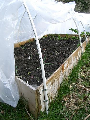 Easy and inexpensive hoop house instructions to protect your tender plants. Raised Bed Greenhouse, Hoop House, Indoor Greenhouse, Berry Plants, Greenhouse Ideas, Organic Compost, Greenhouse Growing, Backyard Greenhouse, Small Greenhouse