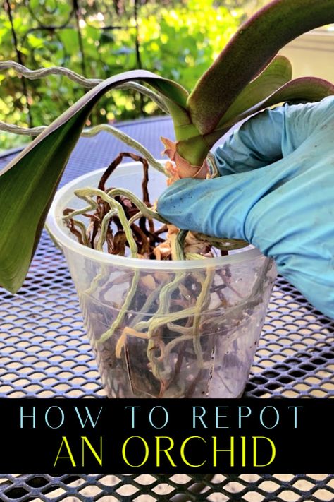 How To Replant Orchids, Transplanting Orchids, Indoor Orchid Care, Orchid Soil, Orchid Potting Mix, Repotting Orchids, Orchids In Water, Indoor Orchids, Grateful Prayer