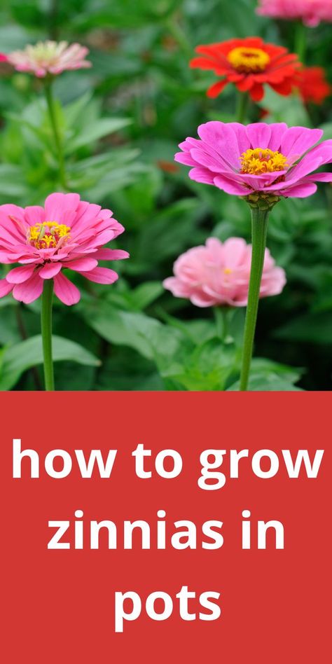 bright pink and orange zinnias with green leaves Zinnias In Pots, Zinnia Garden, Backyard Plants, Growing Gardens, Zinnia Flowers, Container Gardening Flowers, Shade Flowers, Flower Garden Design, Cut Flower Garden