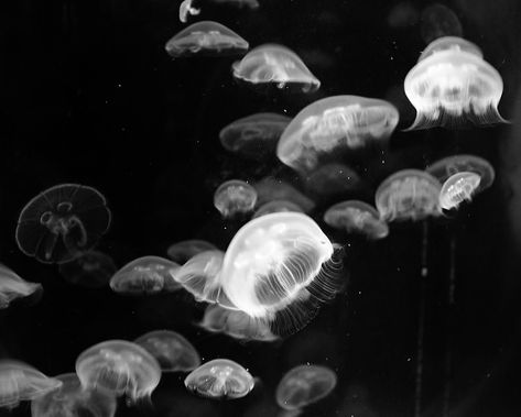 Jellyfish, Black And White, White, Black