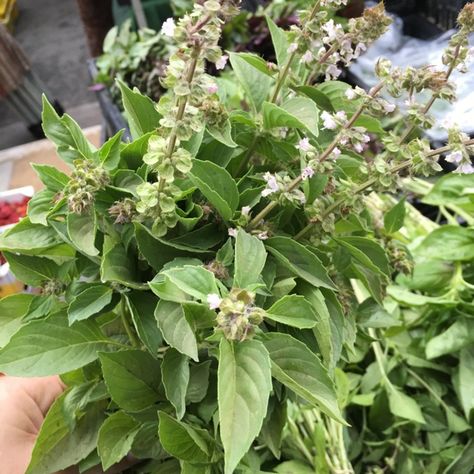 Lemon basil recognizes its herbaceous culinary composition by displaying heady aromas and notes of citrus, specifically lemon and lime. The plant's narrow, ovate... Lemon Basil Plant, Basil Plant, Lemon Basil, Nutritional Value, Geography, African Fashion, Basil, Lemon, Composition