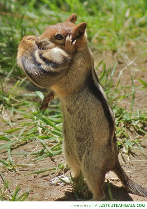 ♥ ~ ♥ Chippy!! ♥ ~ ♥ Chipmunk ♥ ~ ♥   Mom And Baby Chipmunk Baby Chipmunk, Photo Animaliere, Cute Squirrel, Gerbil, Cute Animal Pictures, Sweet Animals, Animal Planet, Chipmunks, Animal Photo